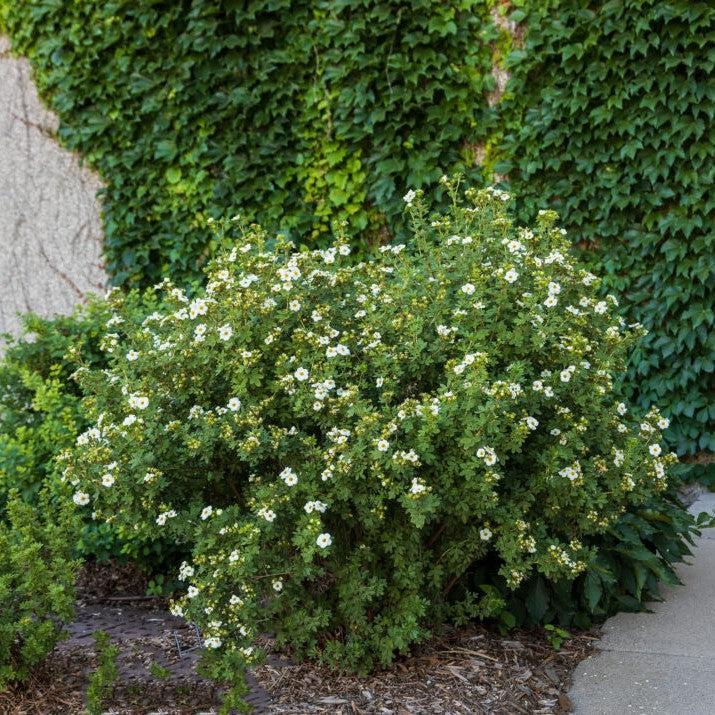 Potentilla fruticosa 'Bailbrule'  - First Editions® Creme Brulee™ Potentilla
