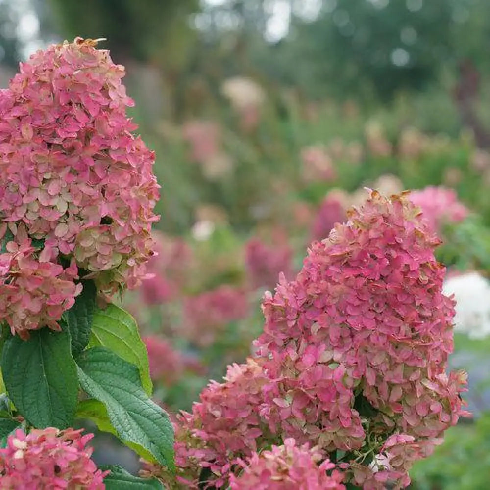 Quick Fire Fab® Hydrangea Shrub