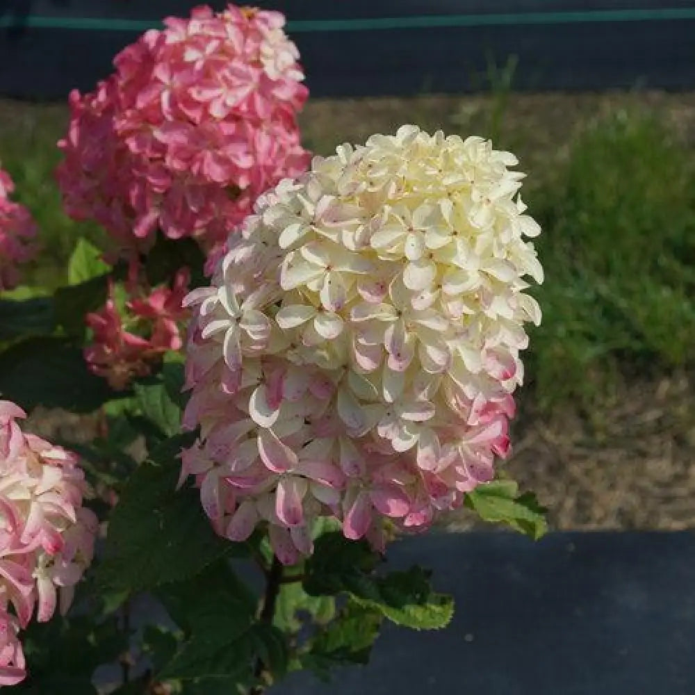 Quick Fire Fab® Hydrangea Shrub