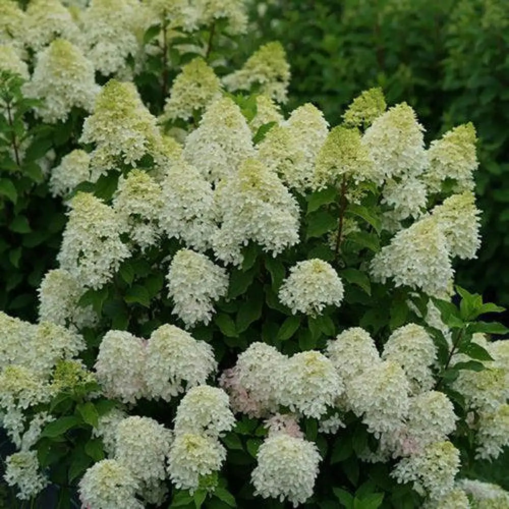Quick Fire Fab® Hydrangea Shrub