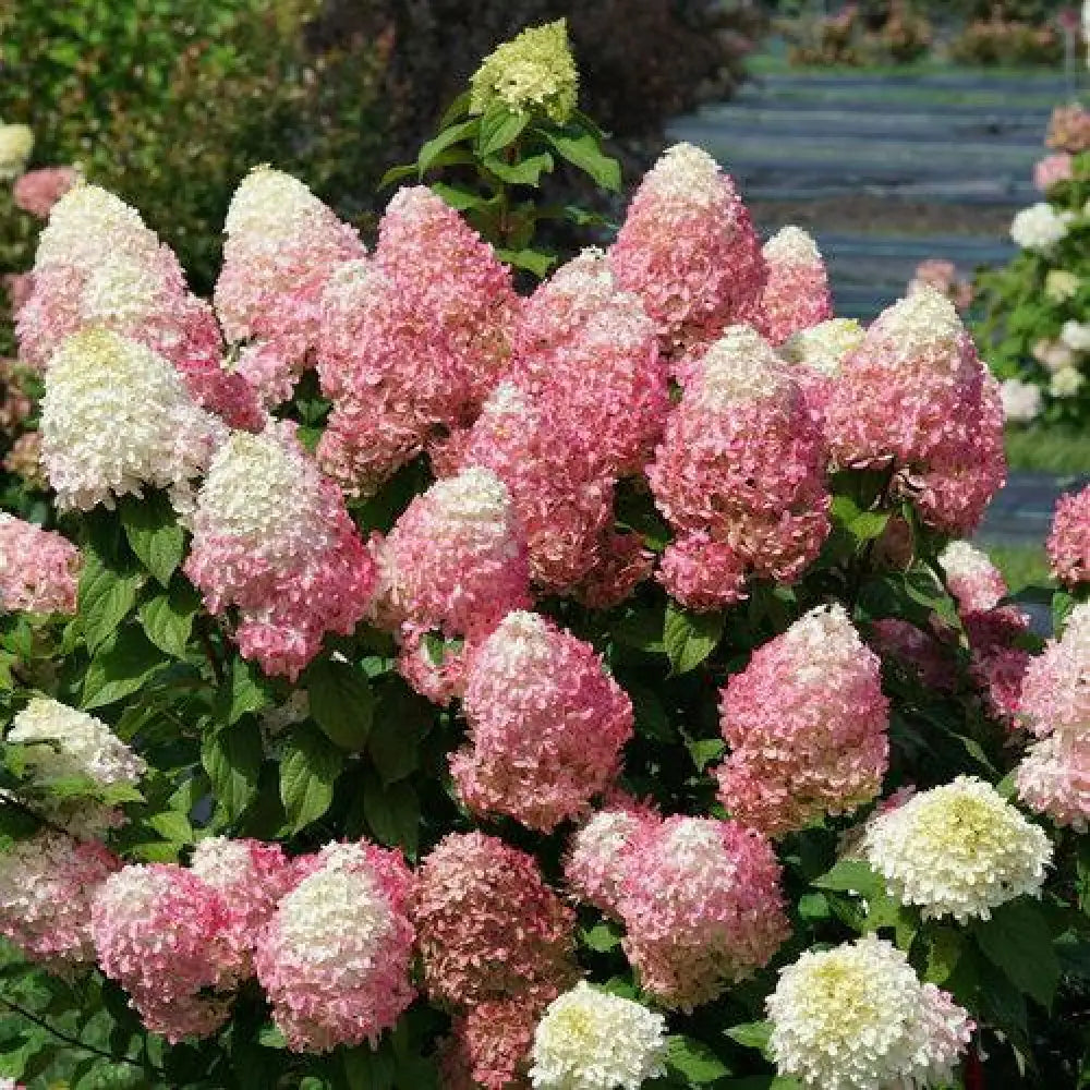 Quick Fire Fab® Hydrangea Shrub
