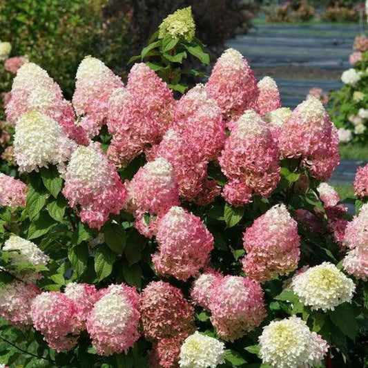 Quick Fire Fab® Hydrangea Shrub