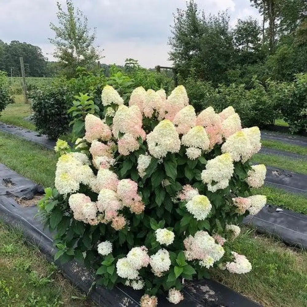 Quick Fire Fab® Hydrangea Shrub