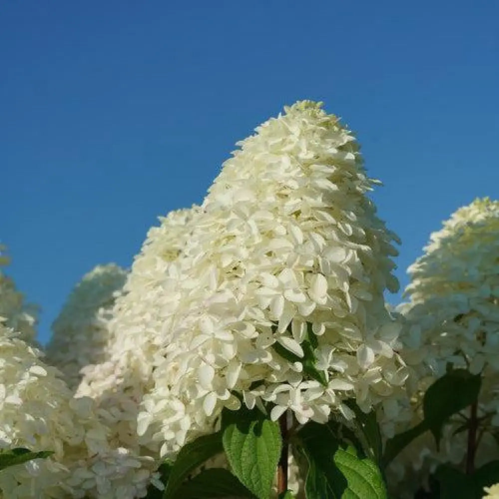 Quick Fire Fab® Hydrangea Shrub