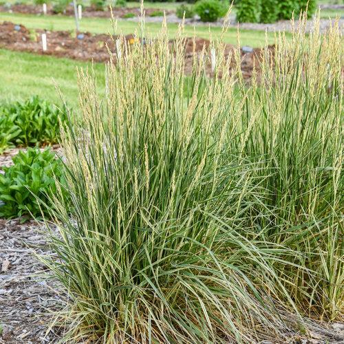 Festuca arundinacea 'Perfect Edging'  - Perfect Edging Tall Fescue