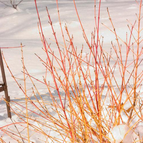 Arctic Sun® Dogwood