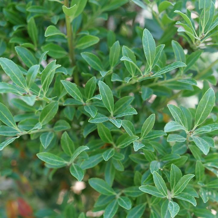 Ilex glabra 'SMNIGLA'  - Squeeze Box® Inkberry Holly