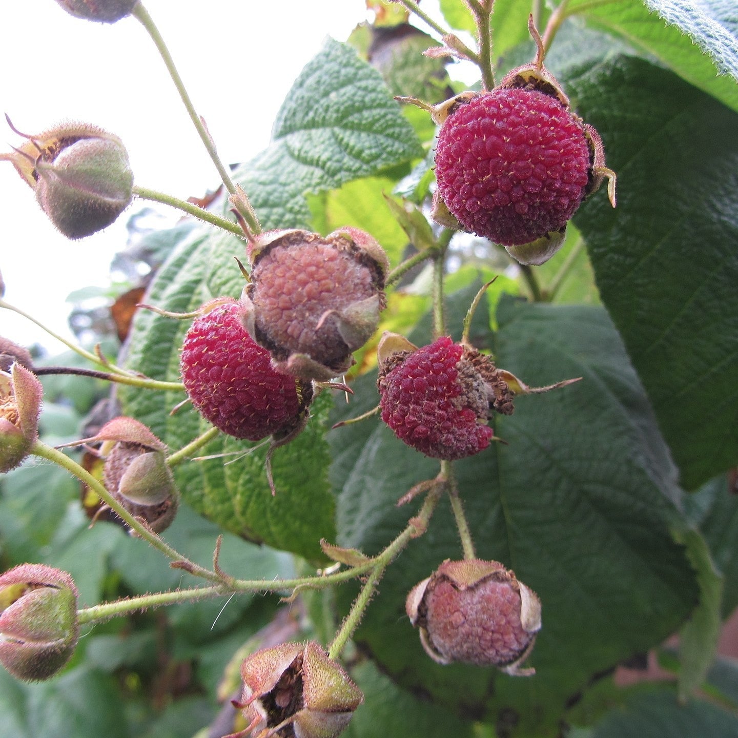 Rubus odoratus  - Flowering Raspberry