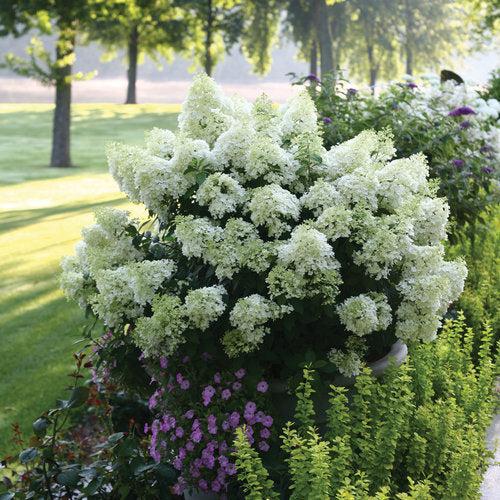 Proven Winners® Color Choice® Bobo® Hydrangea