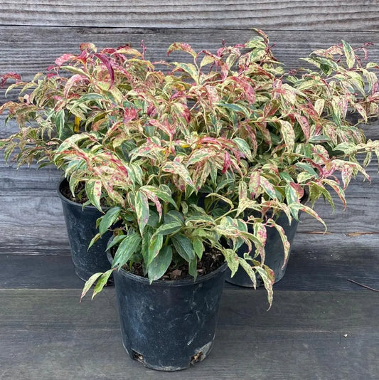 Rainbow Drooping Leucothoe Shrub