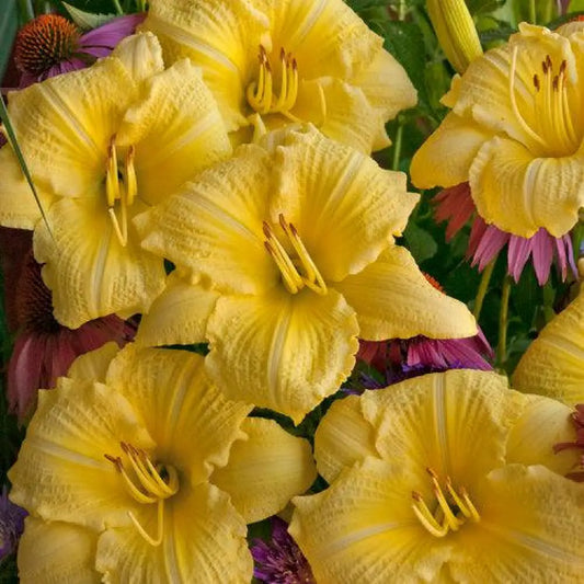 Rainbow Rhythm® Going Bananas Daylily 1 GALLON Perennial
