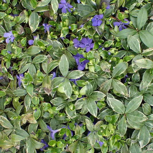 Ralph Shugert Periwinkle 1 GALLON Perennial