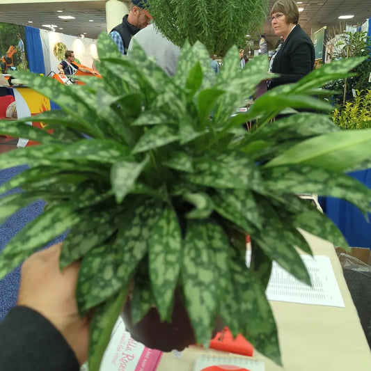 Raspberry Splash Lungwort 1 GALLON Perennial