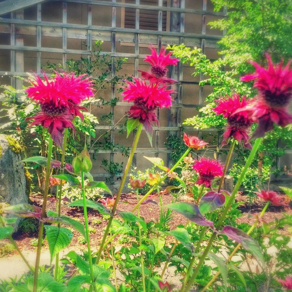 Raspberry Wine Bee Balm – Sam Bridge at Home