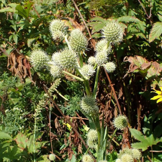 Rattlesnake Master 1 GALLON Perennial