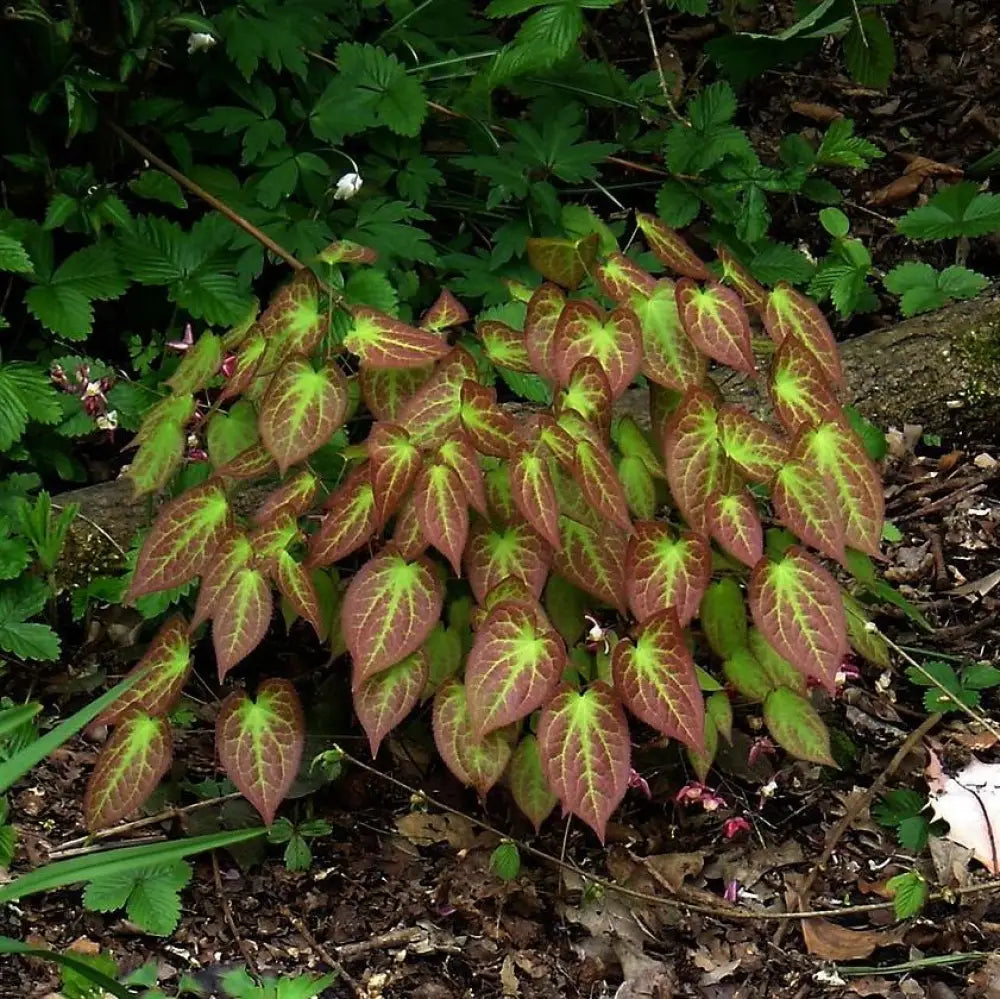 Red Barrenwort Bishop’s Hat 1 GALLON Perennial