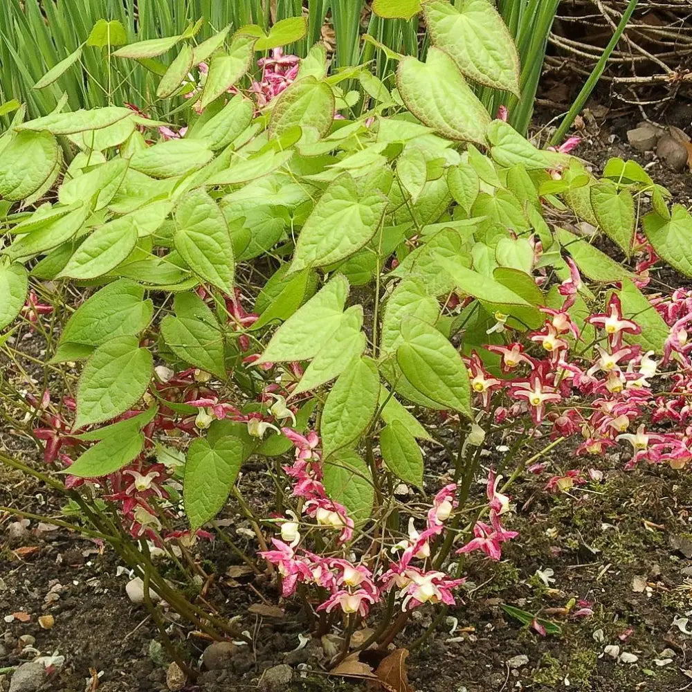 Red Barrenwort Bishop’s Hat 1 GALLON Perennial
