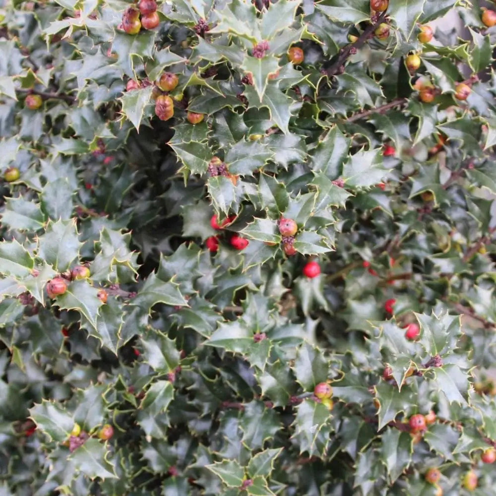 Red Beauty® Holly Tree