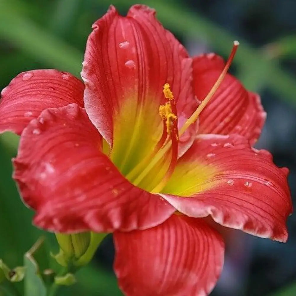 Red Hot Returns Daylily 1 GALLON Perennial