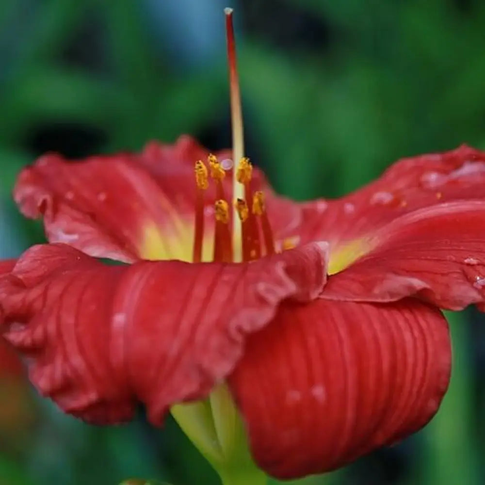 Red Hot Returns Daylily 1 GALLON Perennial