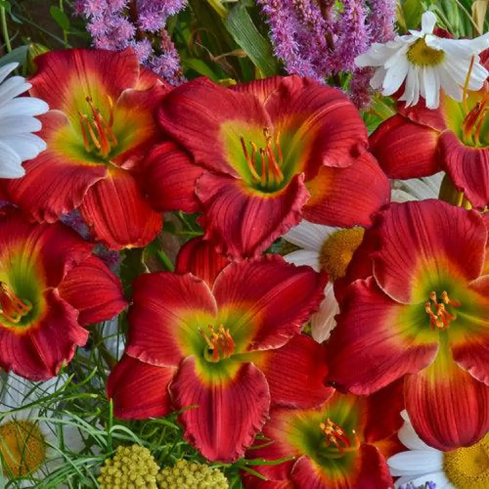 Red Hot Returns Daylily 1 GALLON Perennial