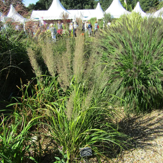Reed Grass 1 GALLON Ornamental Grass