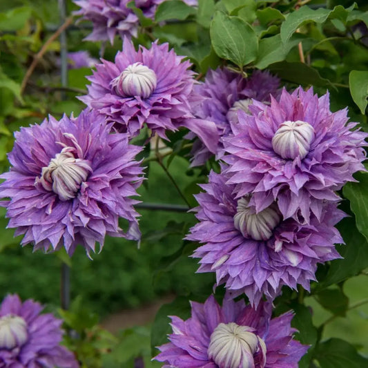 Regal® Diamantina™ Clematis 8’’ POT Vine