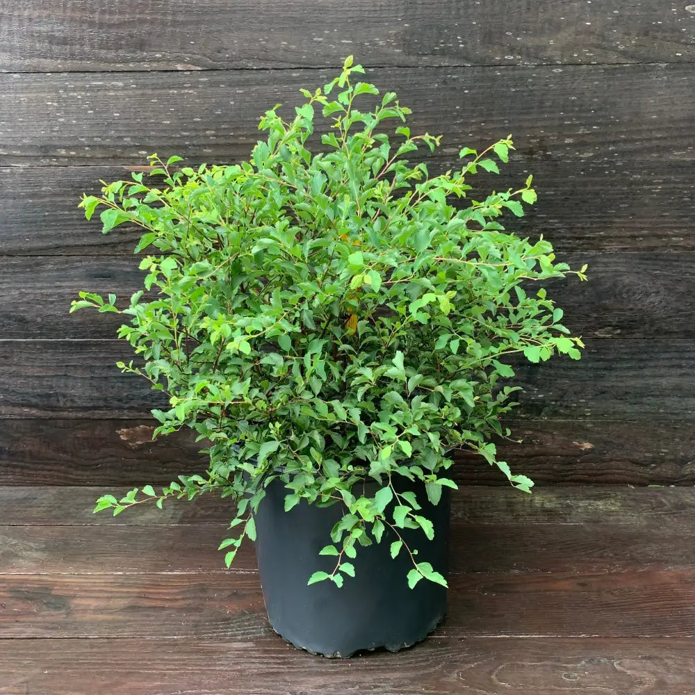 Renaissance Spirea 3 GALLON Shrub