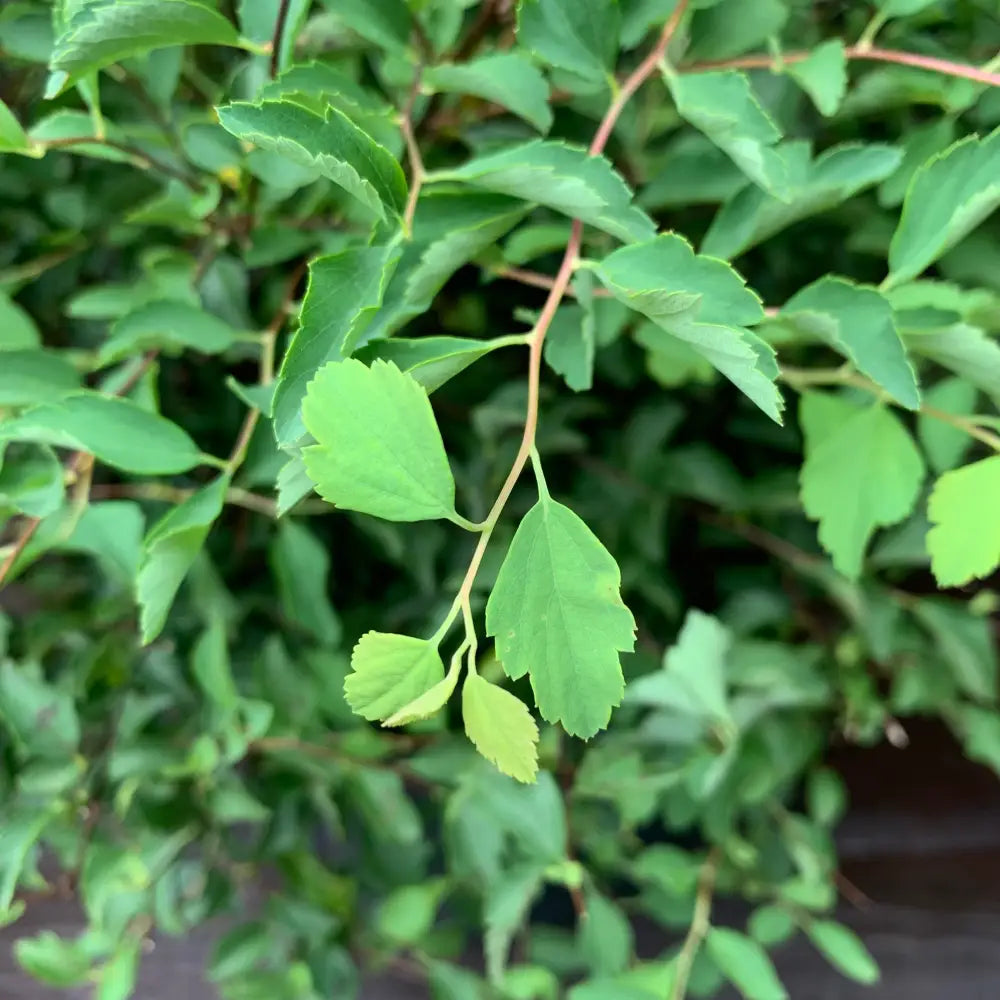 Renaissance Spirea 3 GALLON Shrub