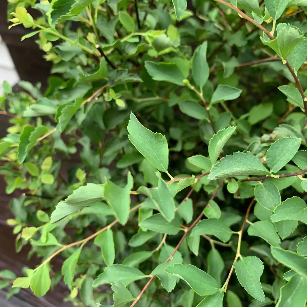 Renaissance Spirea 3 GALLON Shrub