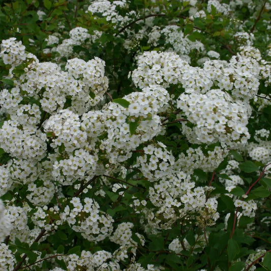 Renaissance Spirea 3 GALLON Shrub