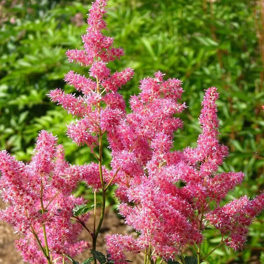 Rheinland Japanese Astilbe Perennial