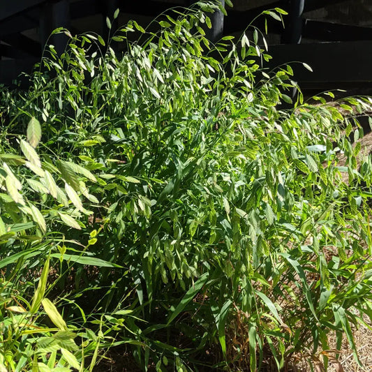River Oats Inland Sea Oats 1 GALLON Ornamental Grass