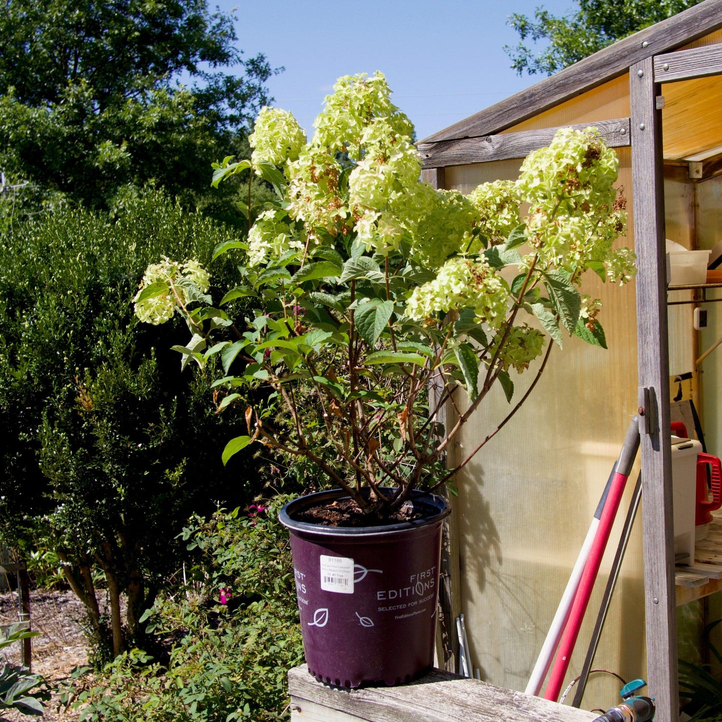 First Editions® Berry White® Hydrangea