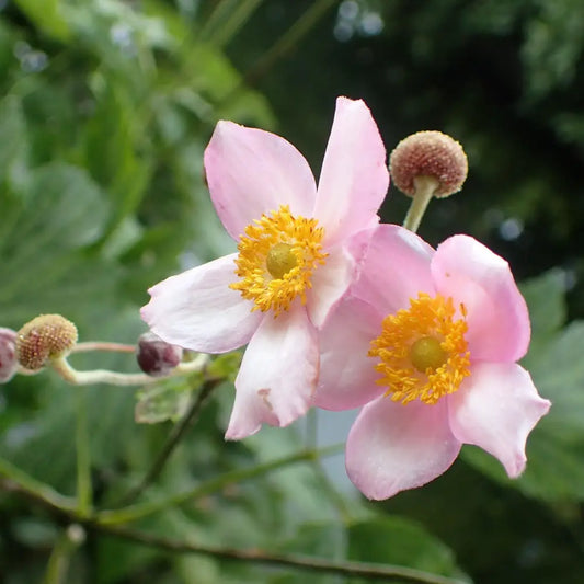 Robustissima Grape Leaf Anemone 1 GALLON Perennial