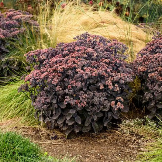 Rock ’N Grow® Back In Black Stonecrop Perennial