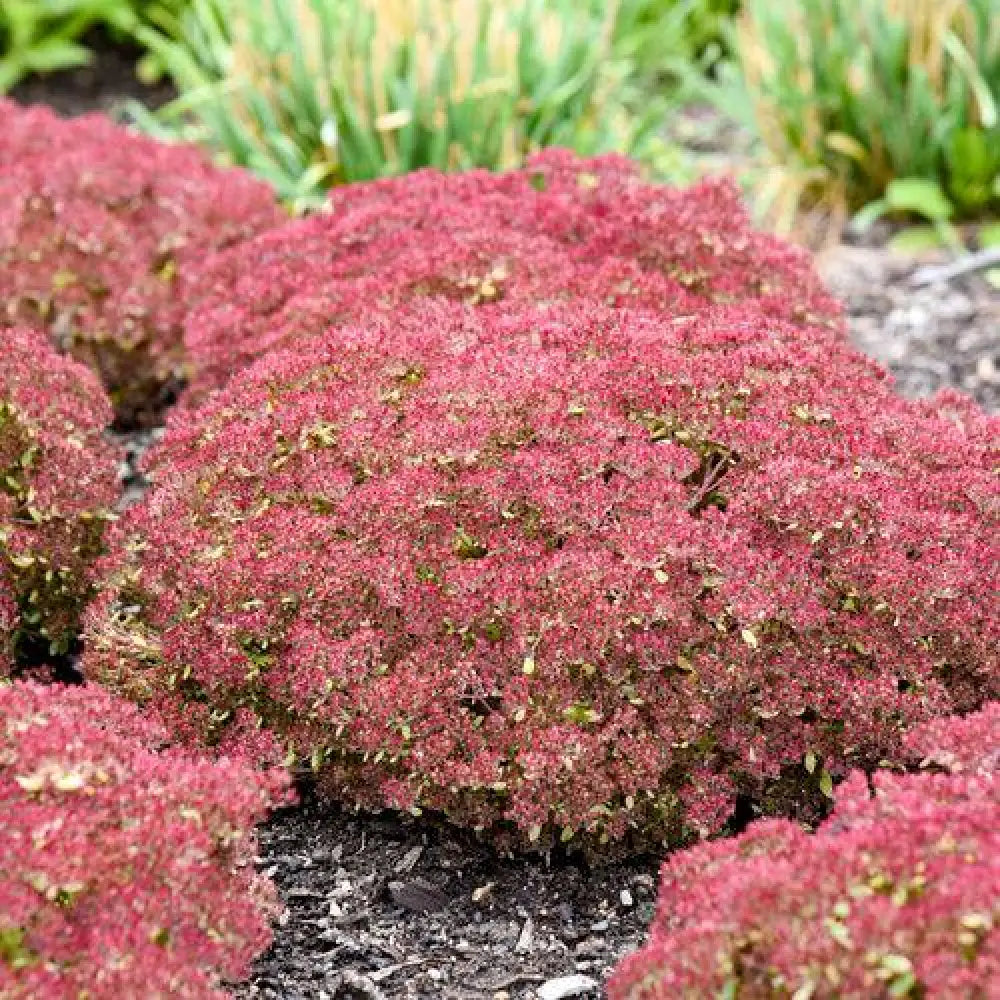 Rock ’N Grow® Pride And Joy Stonecrop Perennial