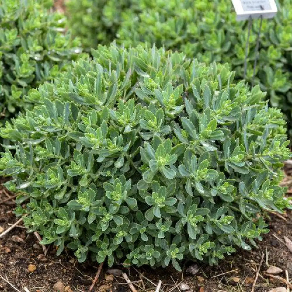 Rock ’N Grow® Pride And Joy Stonecrop Perennial