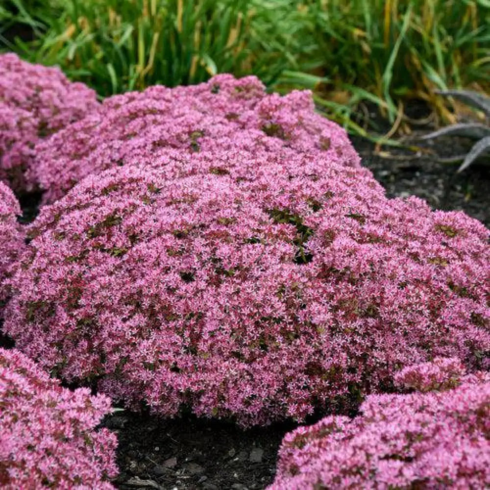 Rock ’N Grow® Pride And Joy Stonecrop Perennial