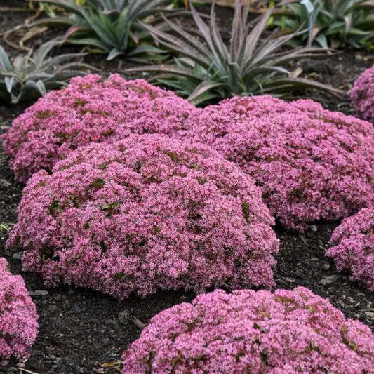 Rock ’N Grow® Pride And Joy Stonecrop Perennial