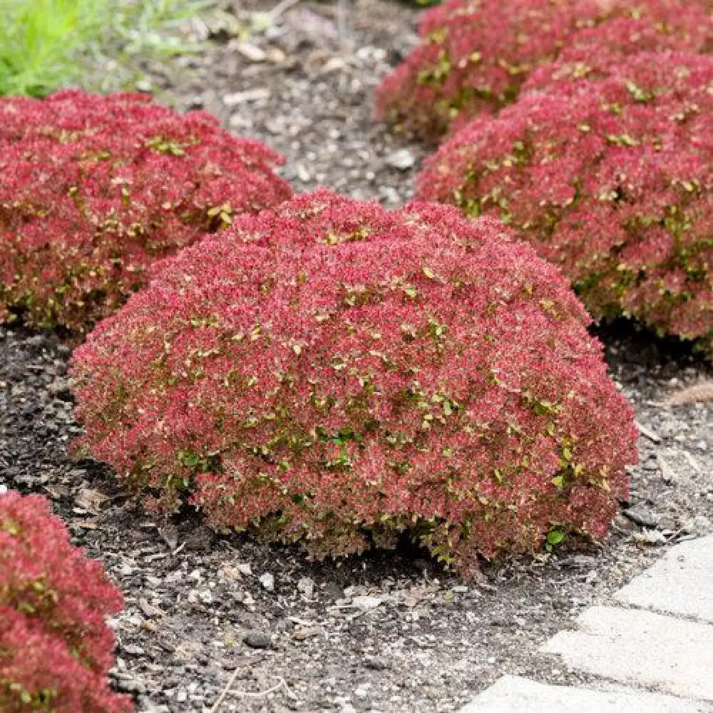 Rock ’N Grow® Pride And Joy Stonecrop Perennial