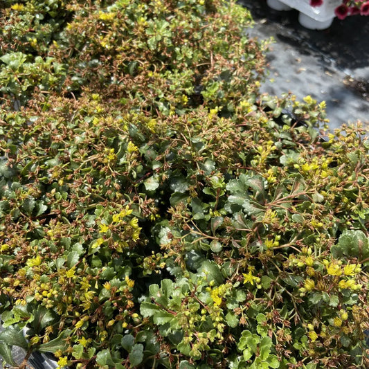 Rock ’N Low™ Yellow Brick Road Stonecrop 3 GALLON Perennial