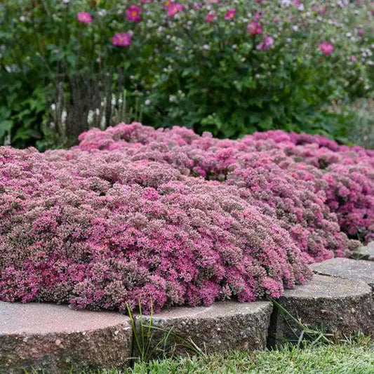 Rock ’N Round™ Popstar Stonecrop Perennial