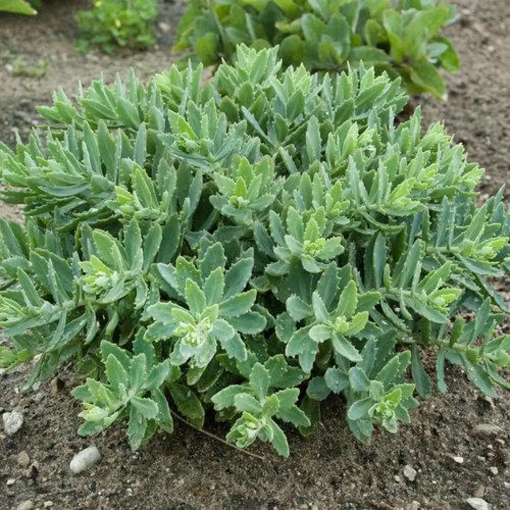 Rock ’N Round™ Pure Joy Stonecrop Perennial