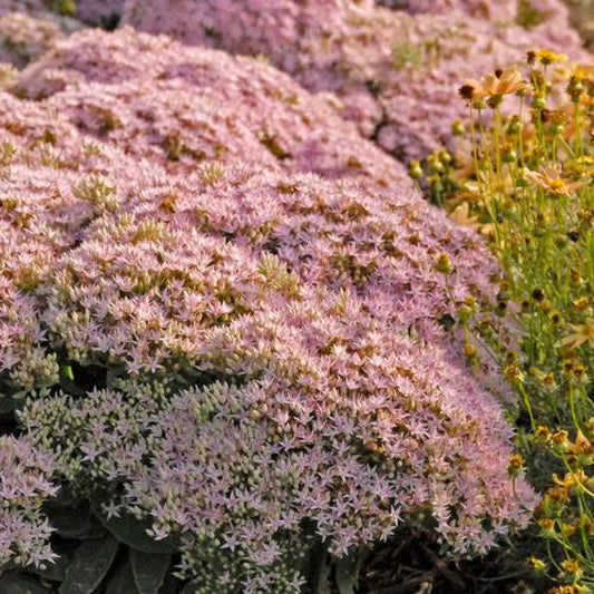 Rock ’N Round™ Pure Joy Stonecrop Perennial
