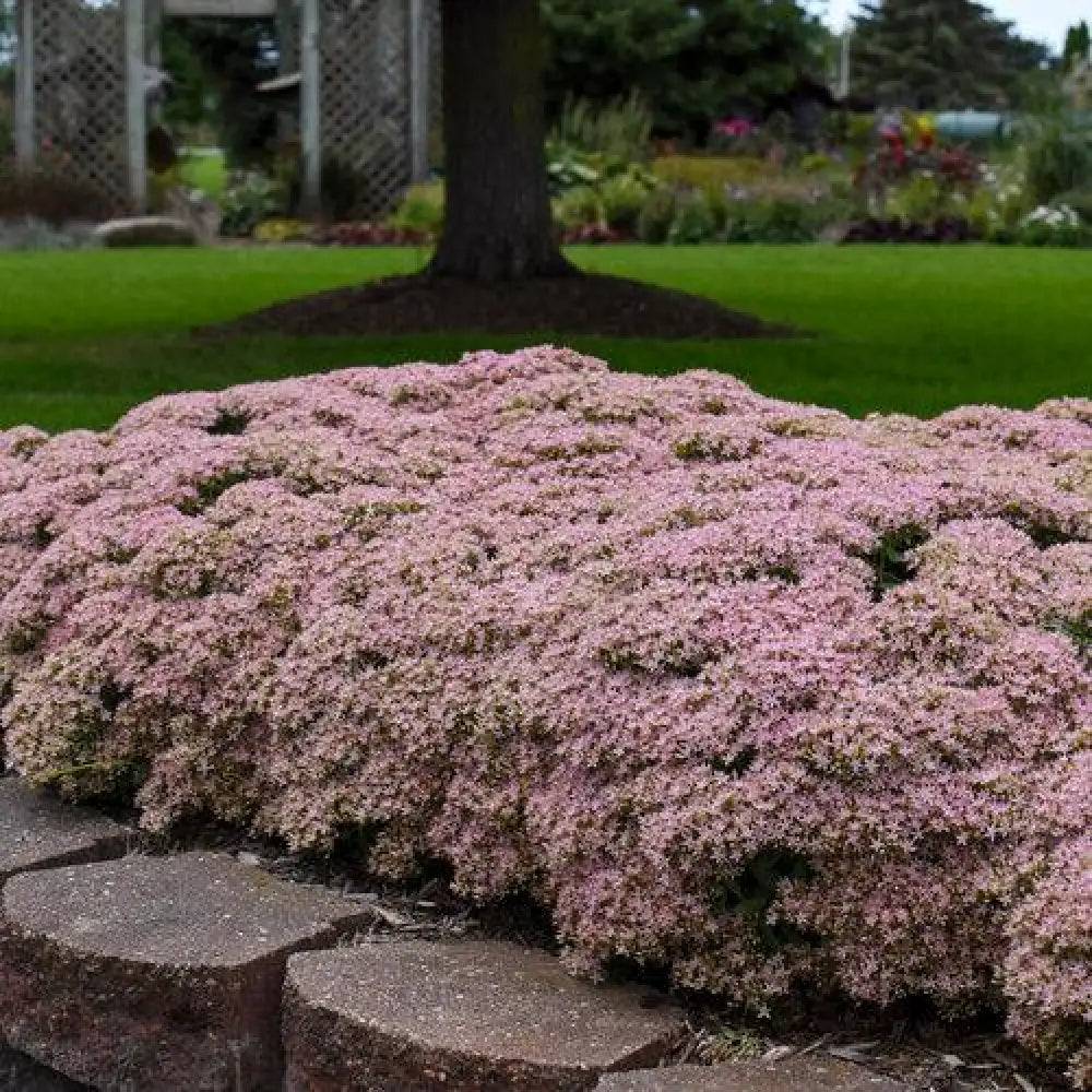 Rock ’N Round™ Pure Joy Stonecrop Perennial