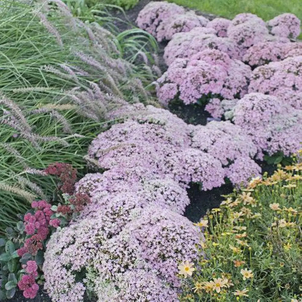 Rock ’N Round™ Pure Joy Stonecrop Perennial