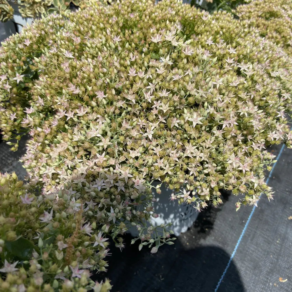Rock ’N Round™ Pure Joy Stonecrop Perennial
