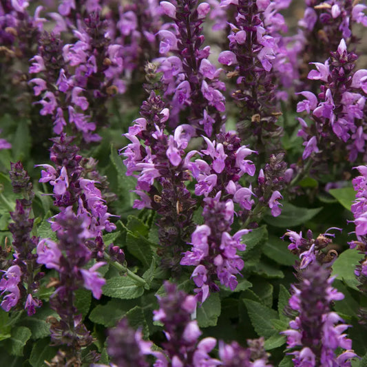 Rose Marvel Meadow Sage 1 GALLON Perennial