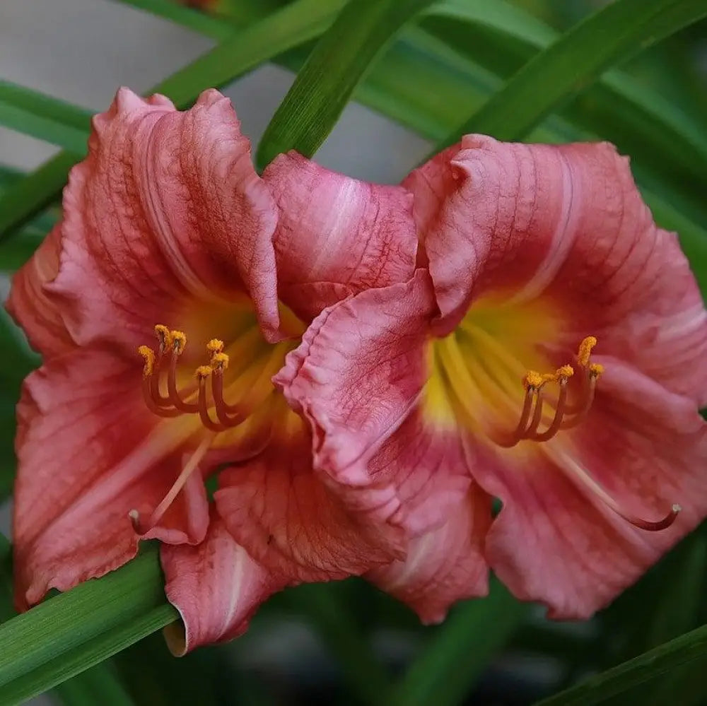 Rosy Returns Daylily 1 GALLON Perennial